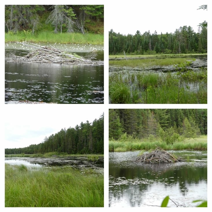 Randonnée « l’étang des castors » 🦫