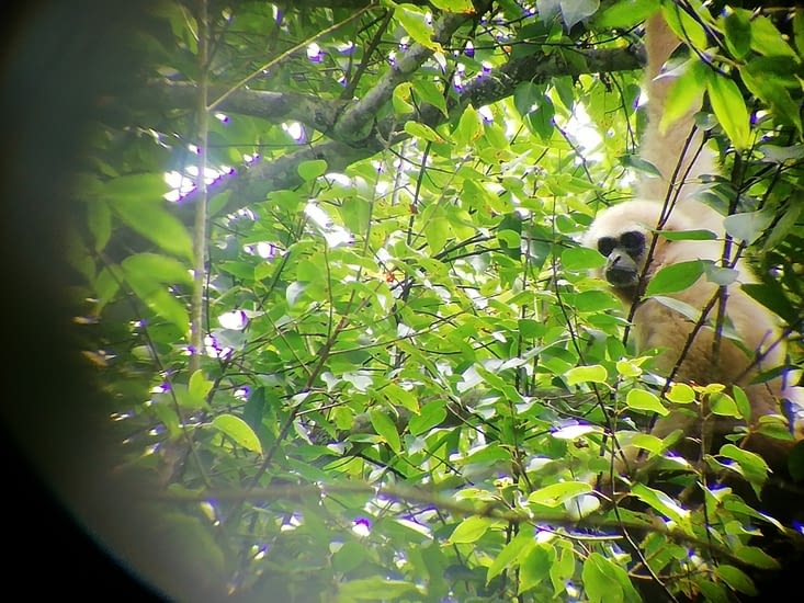 Tina avait une longue vue nous permettant de voir les animaux, ici un gibbon je crois