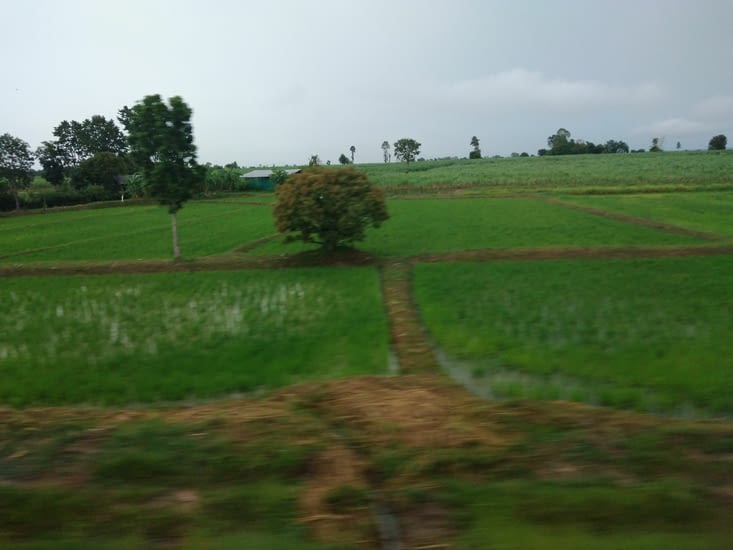 Sur notre route, nous croisons plein de rizières, ça change des champs de blé...