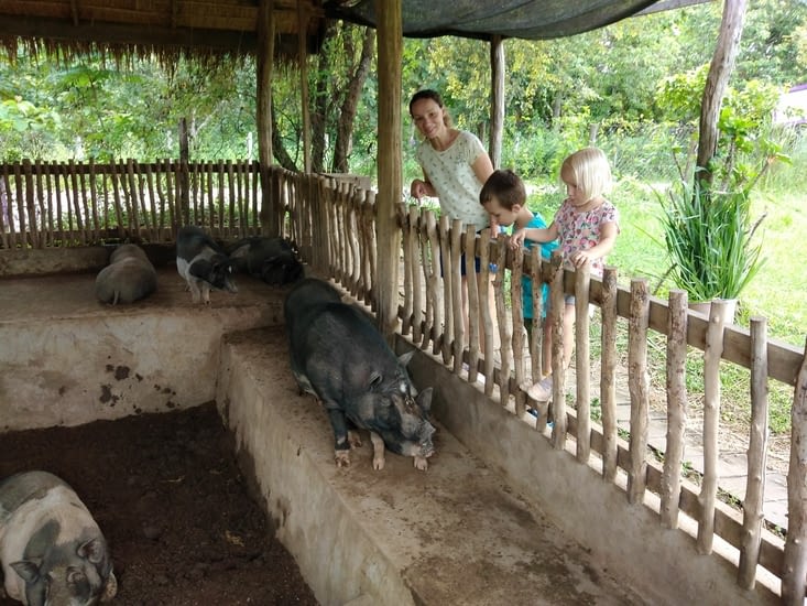 A la ferme, il y avait aussi des cochons.