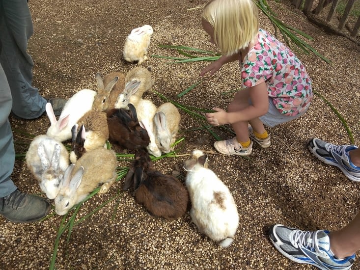 Les enfants ont aussi nourri les lapins