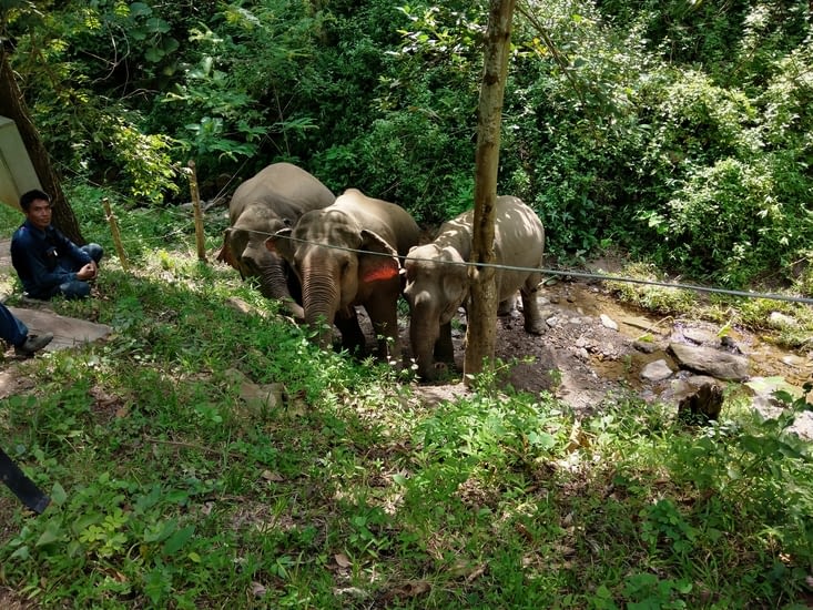 Mékong éléphant centre à Pakbeng
