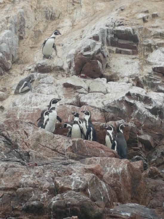 Islas Ballestas :  pingouins :) trop chou !