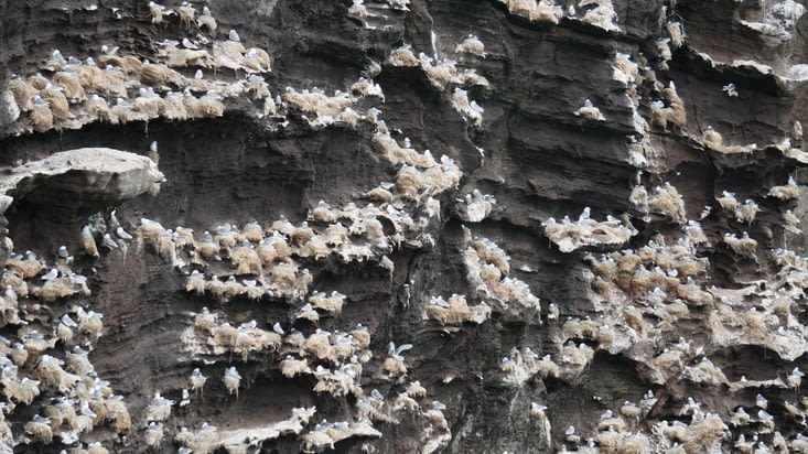 La falaise des "mouettes'