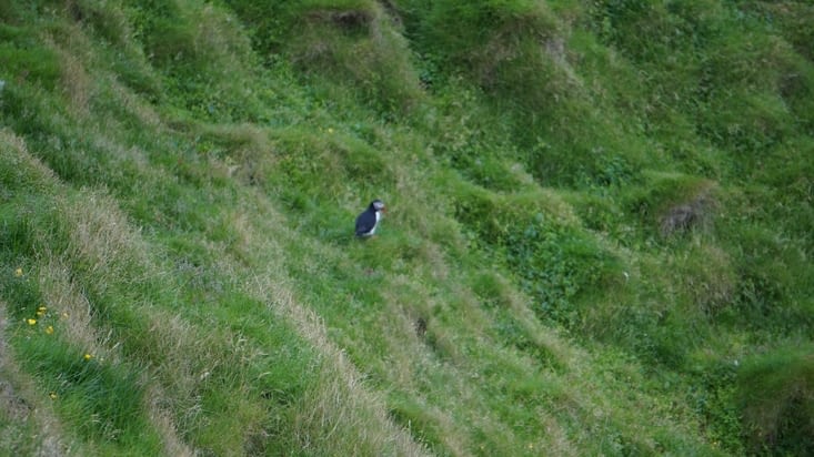 Puffin ou macareux