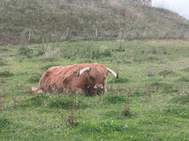 Une highland cattle