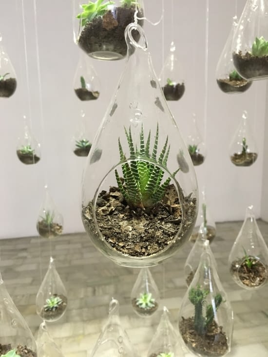 Exposition de cactus au musée