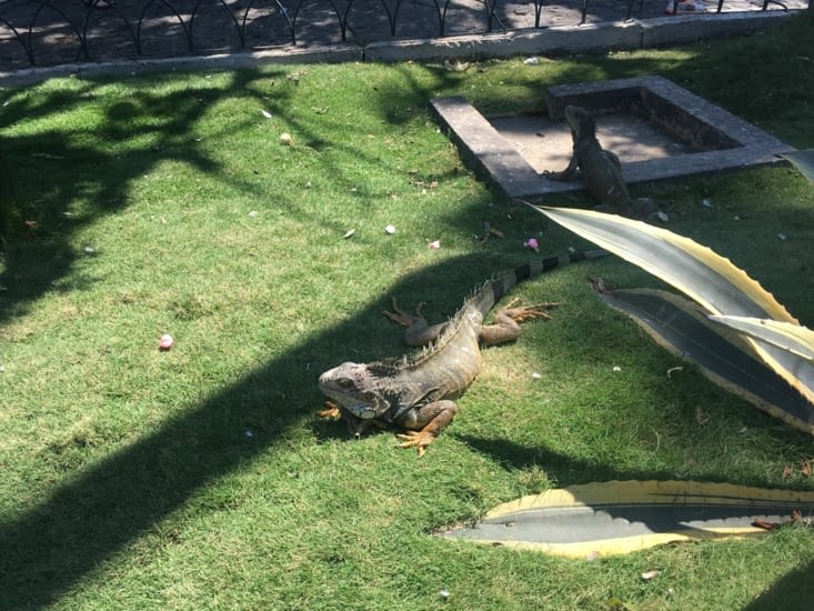 Des iguanes, des iguanes !!