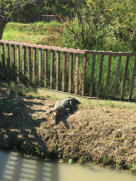 Des vrais de vrais !