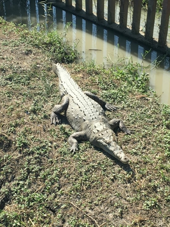 Et on a vu des crocodiles !!
