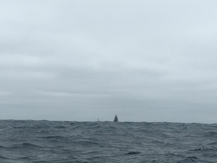 Baleine en vue