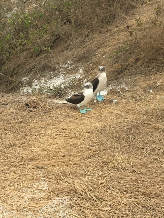 Les fous aux pattes bleus !