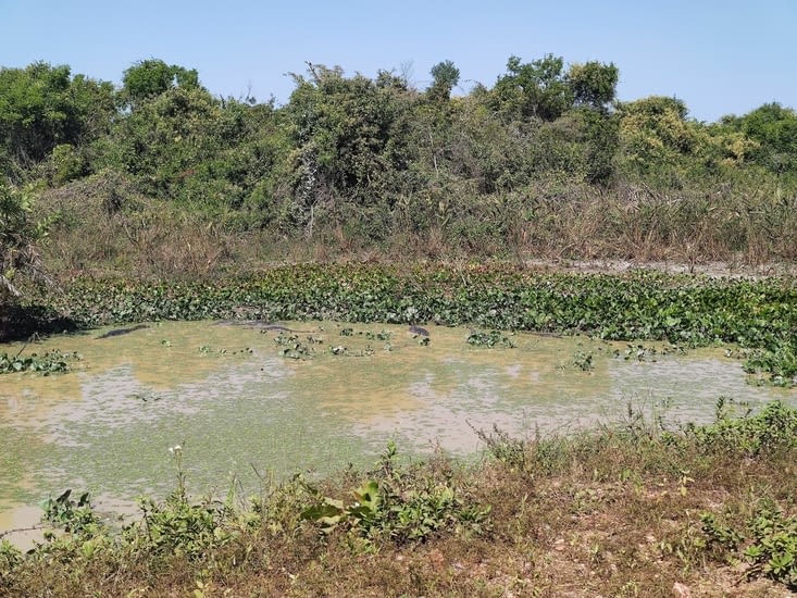 Pantanal - Aymara Lodge