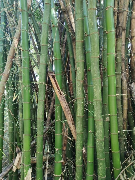 Ilha Grande - des bambous plus gros que chez nous!