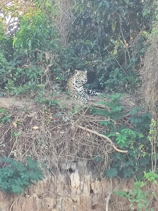 Pantanal - Jaguar camp