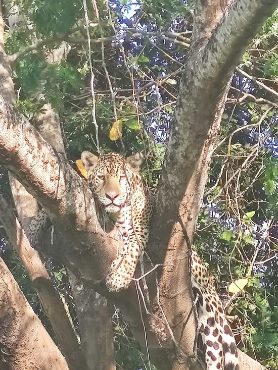 Pantanal - Jaguar camp