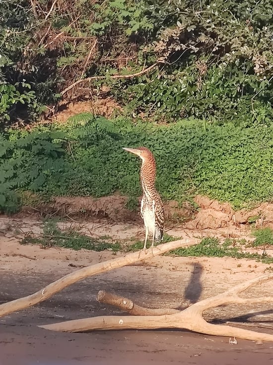 Pantanal - Jaguar camp