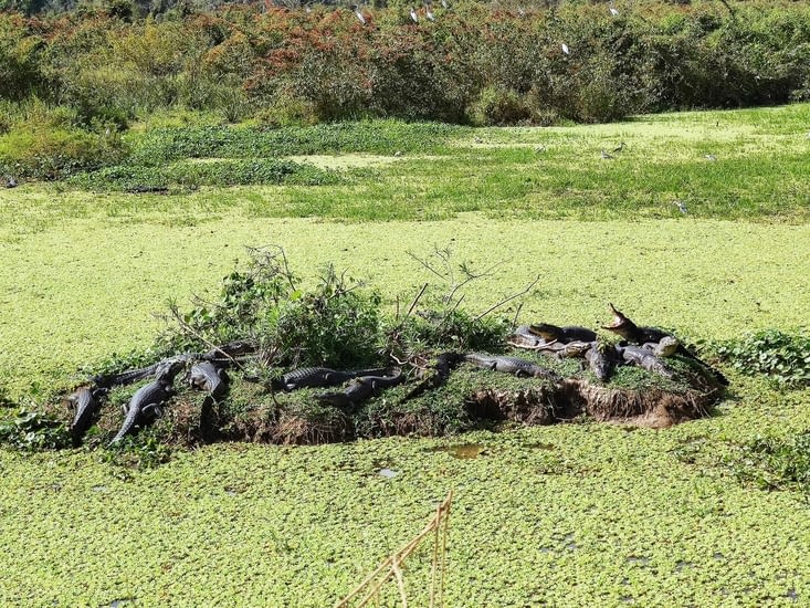 Pantanal - Pousada Piuval