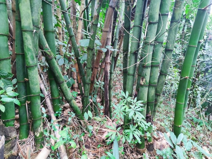 Morro Babylonia, bambou!