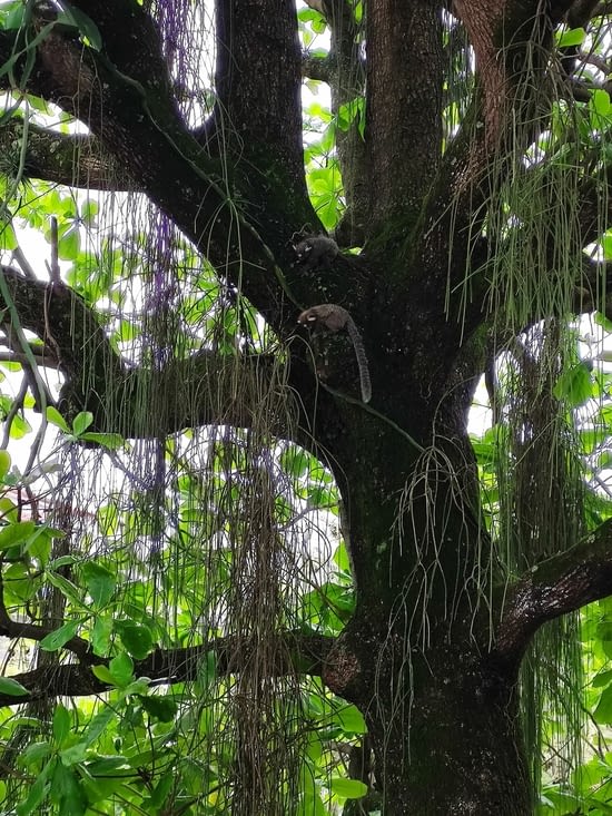 Dernier resto à Rio, des singes dans l'arbre!