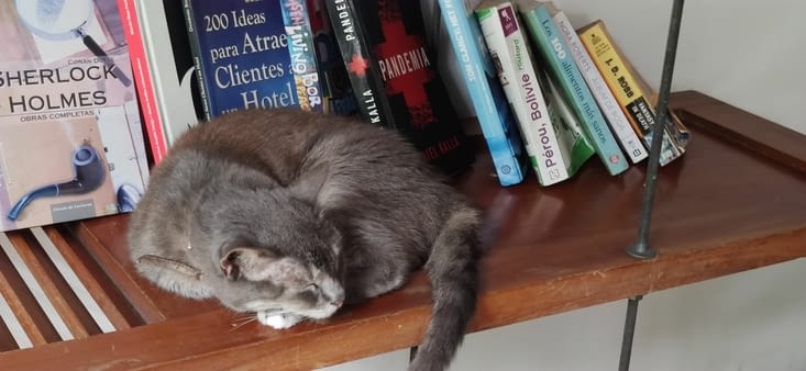 Lilou, le chat des lieux, 17 ans