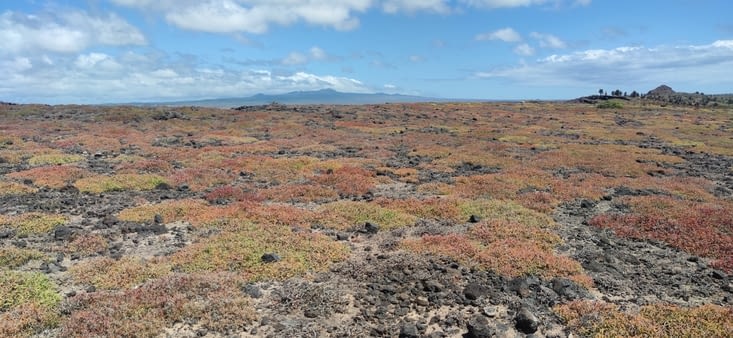 Le lichen local, qui passe au rouge quand l'eau manque.