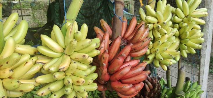 Debut de montée vers les Andes : pause vendeurs de fruits. 1$ les 30 bananes!