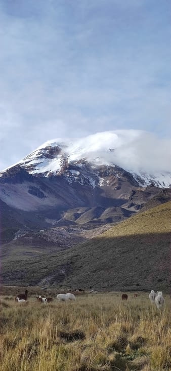 Les alpages paissent tranquillement au pied du Chimborazo