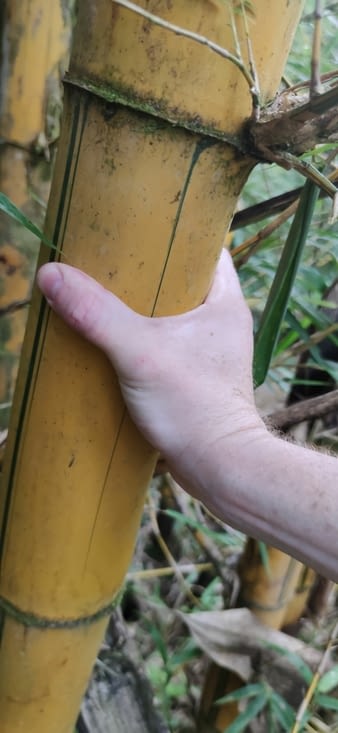 On ne doit pas avoir les mêmes variétés de bambous!