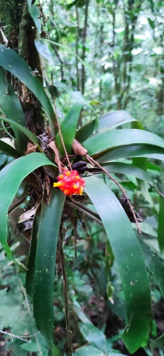 Fleur dans la jungle