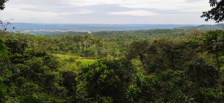 Première vue sur la jungle!