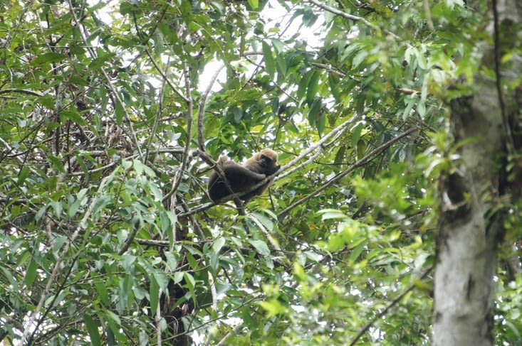 Un singe dort sur un arbre. Il a son bébé avec lui!