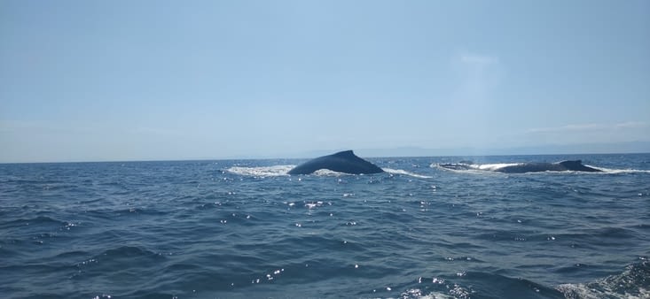 On aura vu une dizaine de baleines, plus ou moins bien!