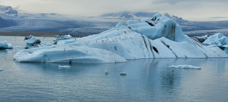 Les icebergs colonisés par les oiseaux