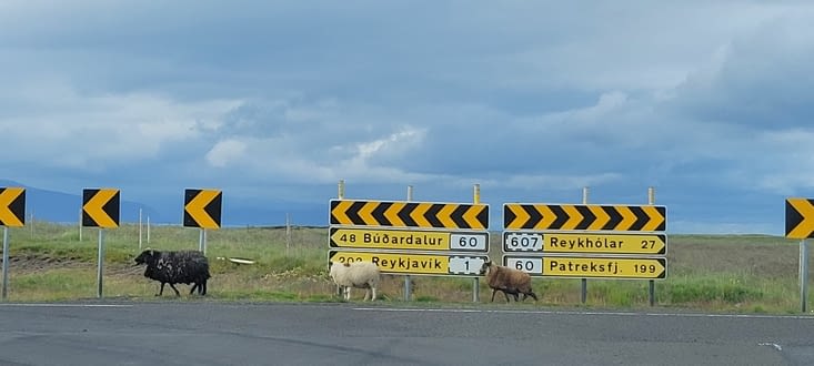 Les moutons prennent la même direction que nous