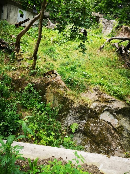 Le tigre du Bangle (ou pas ?)