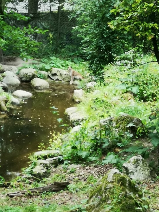 Si vous cherchez bien, vous verrez un lynx caché caché dans cette photo