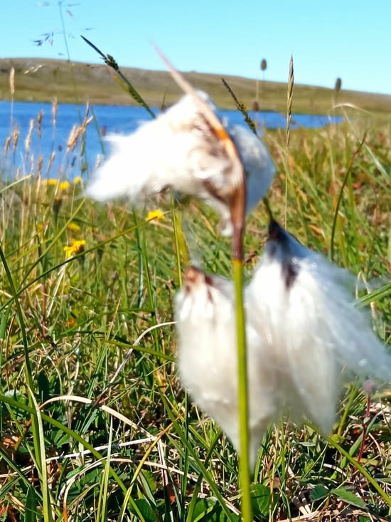 De leur vrai nom : "Linaigrette à feuilles" !