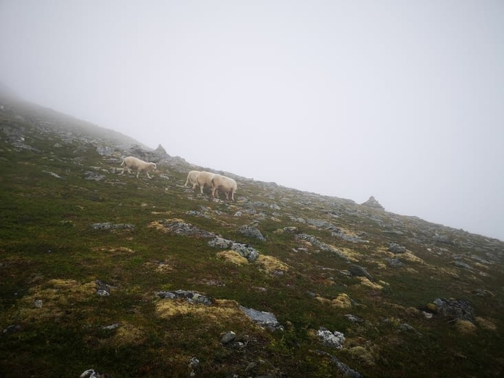 Même les moutons sont paumés dans le brouillard