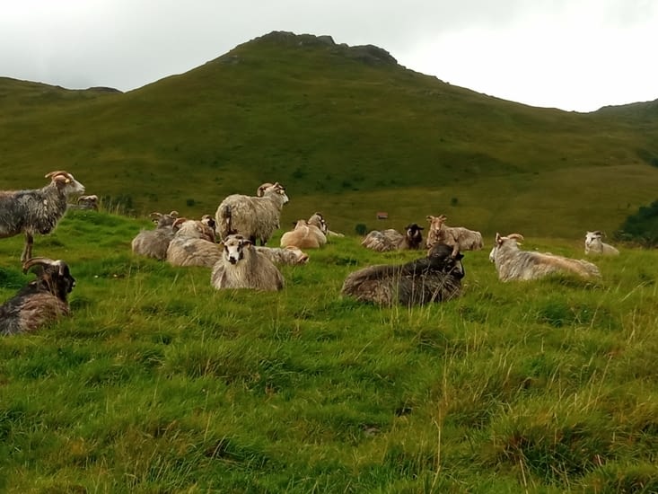 Troupeau de moutons dans les champs alentours