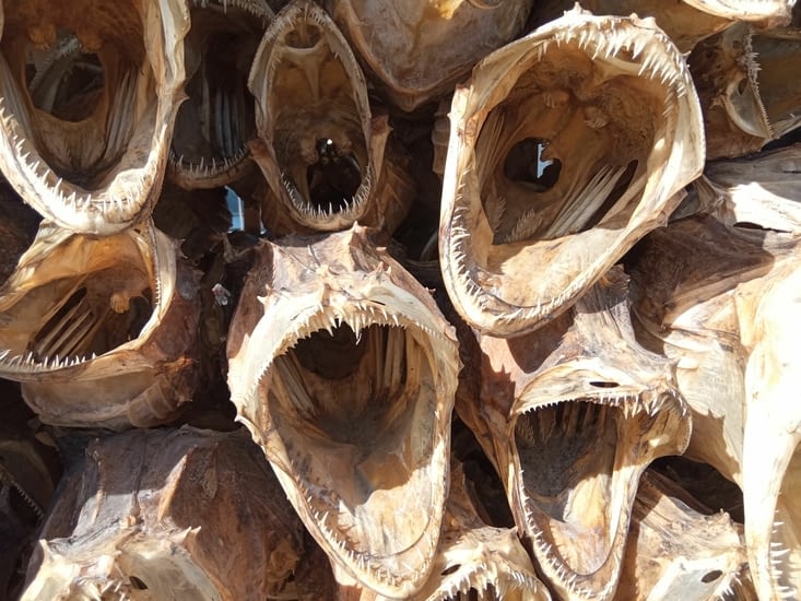 Les baudroies chantent en choeur, pour attirer le touriste !