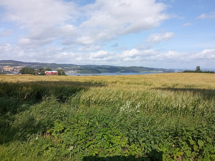 Vue sur le fjord et champs de blé