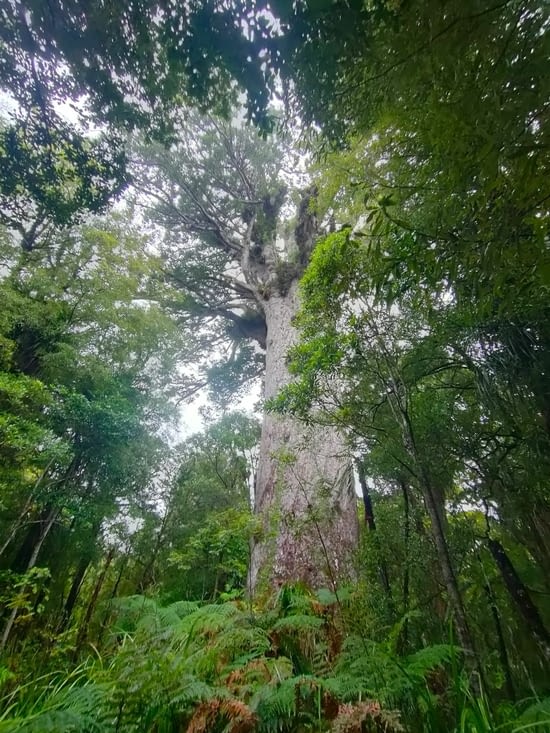 Kauri Tane Mahuta Lord of the forest