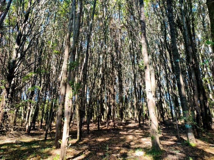 Des arbres tous plus beaux les uns que les autres