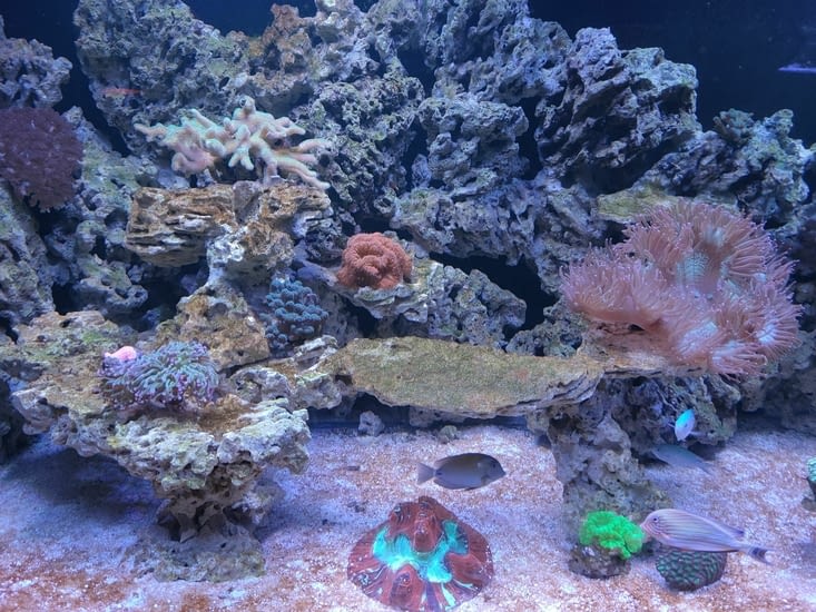 Sea Life coral reef