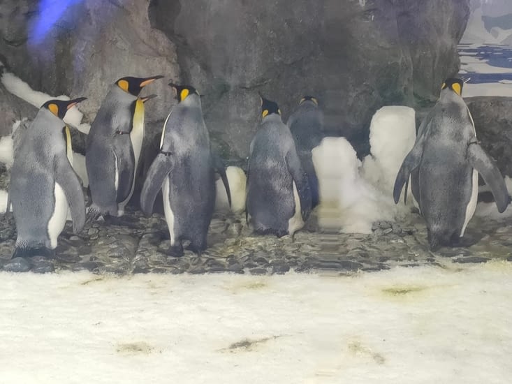 So cute penguins!