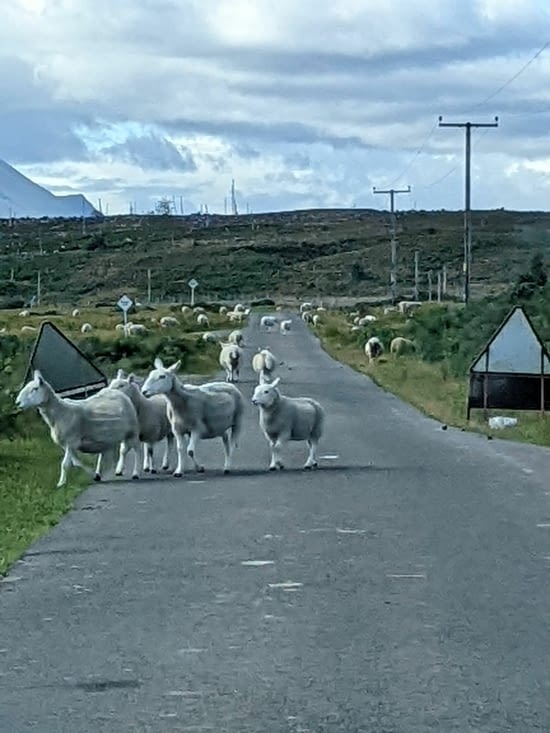 Du moutmout ecossais