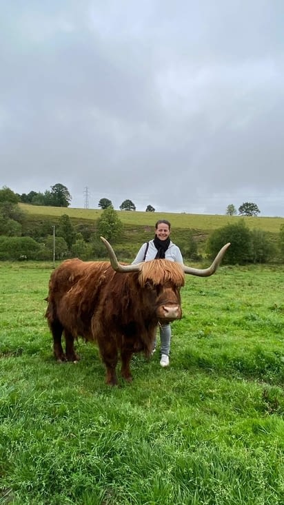 Carresser une vache ecossaise