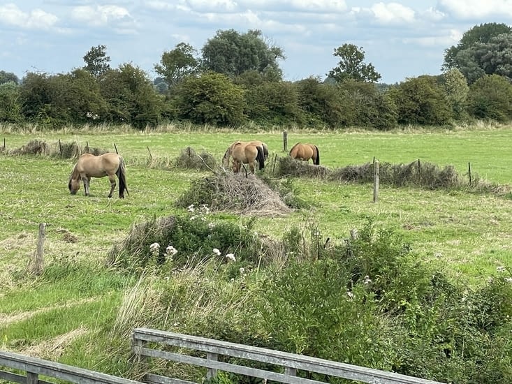 Henson race de cheval de la baie de Somme.