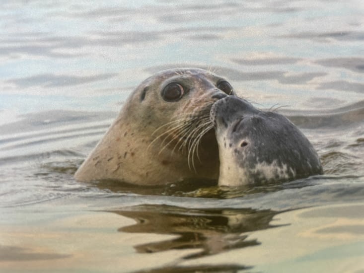 Les phoques à Cayeux sur mer .